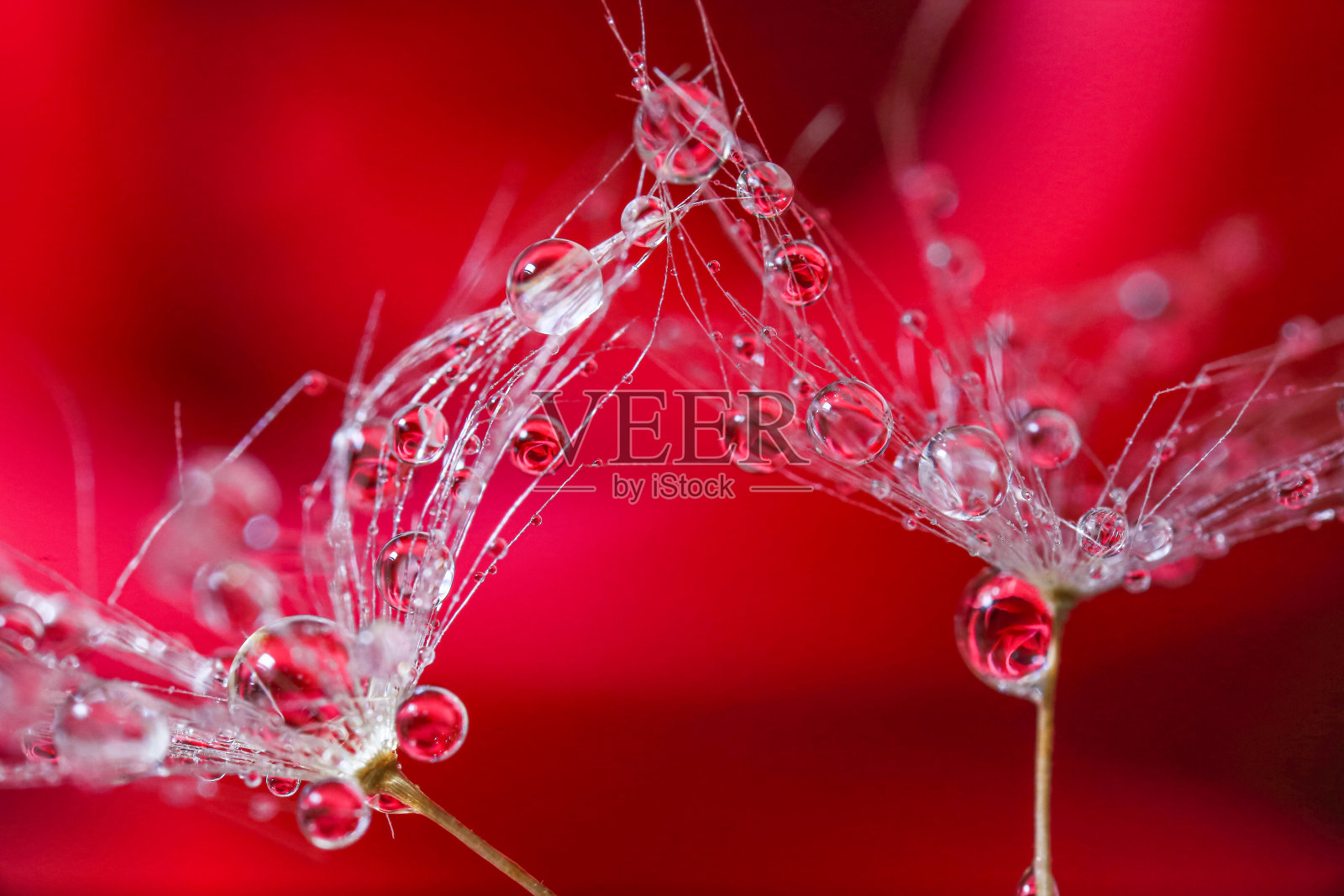 蒲公英的种子照片摄影图片