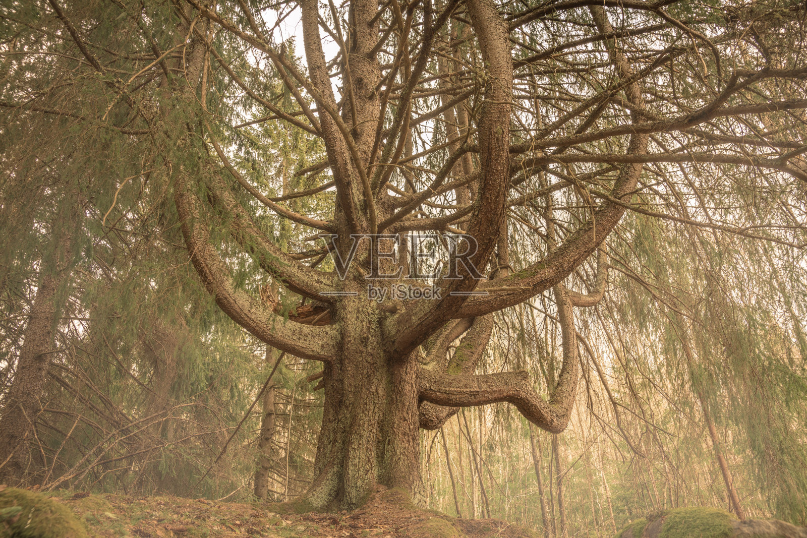 古怪生长的吊灯冷杉树在瑞典照片摄影图片