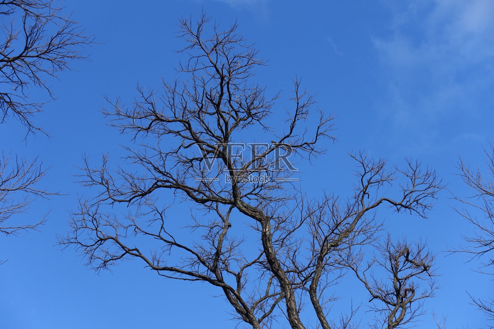 晴朗的蓝天,二月的槐树光秃秃的枝头照片摄影图片