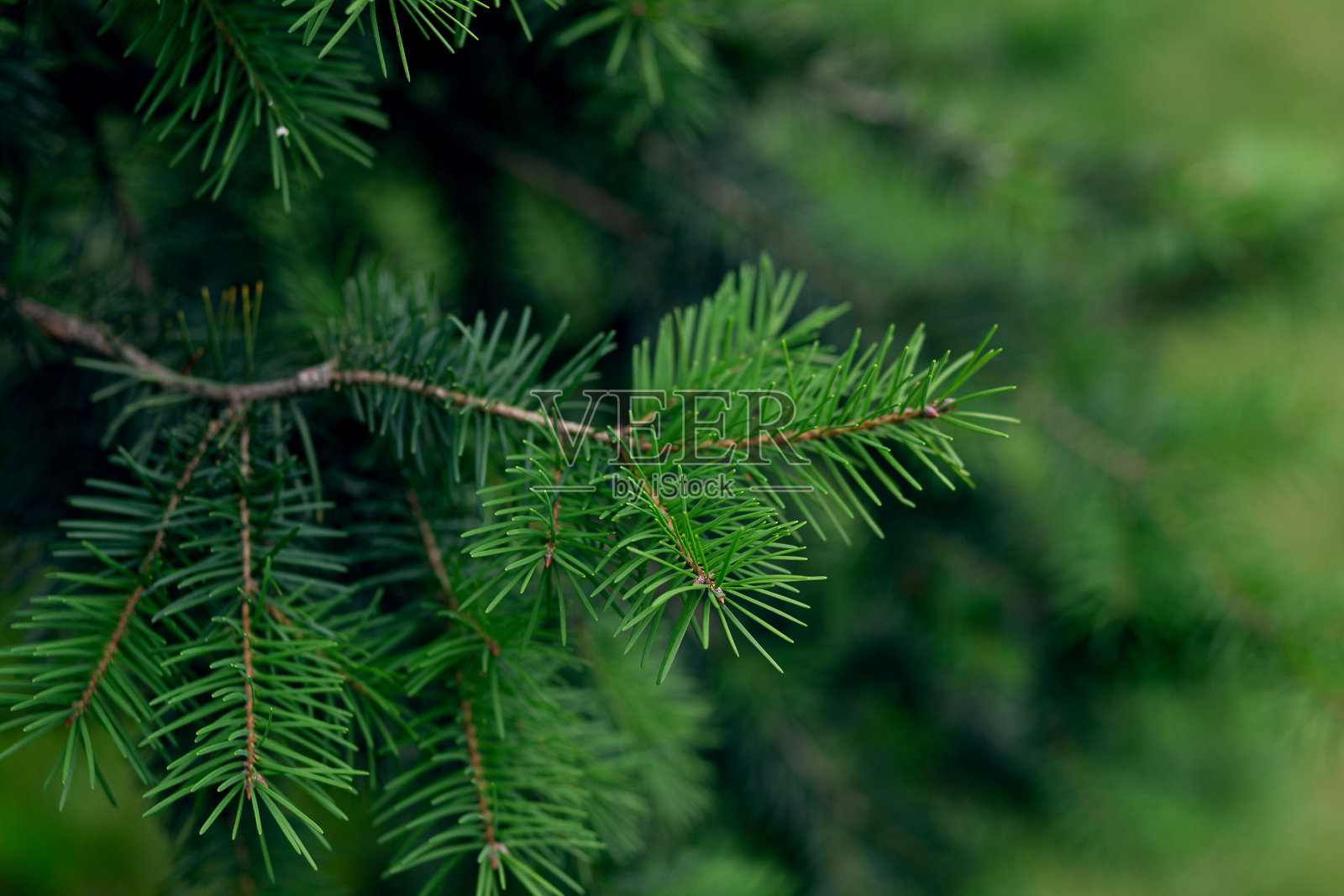 春天的云杉宽大的绿色树枝,上面有刚刚出现的嫩枝和球果照片摄影图片