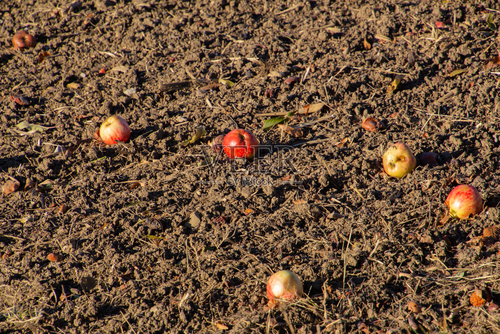 秋天,苹果躺在耕过的田里的泥土里照片摄影图片