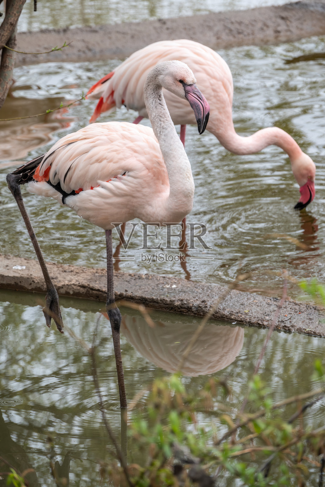 更大的火烈鸟,凤凰鸟,站在湖岸边的水里。照片摄影图片
