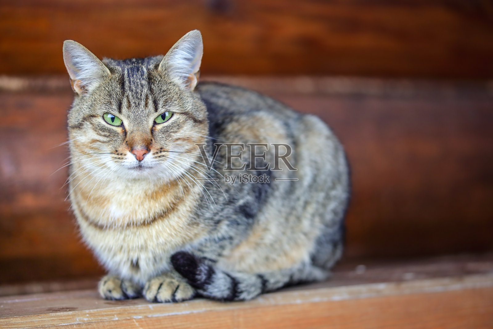 一只长着绿色眼睛的猫。照片摄影图片