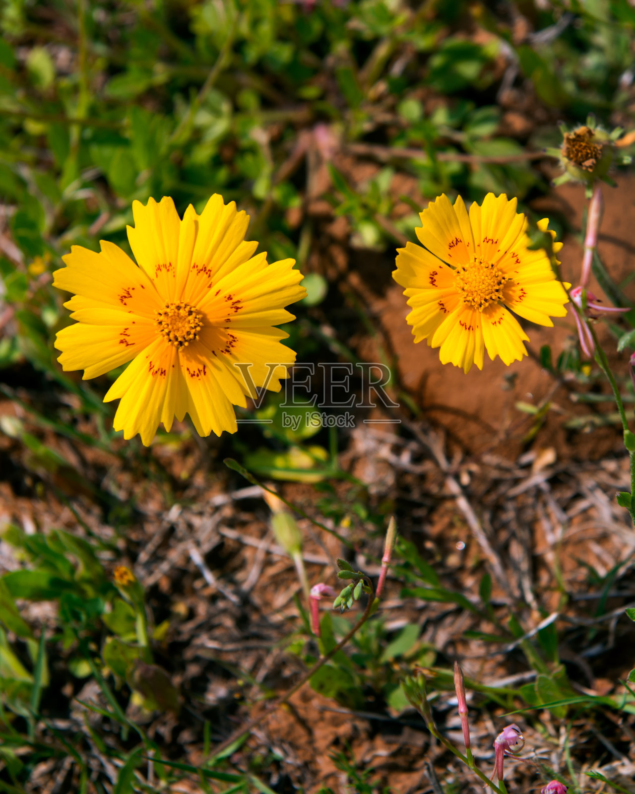 波斯菊花照片摄影图片