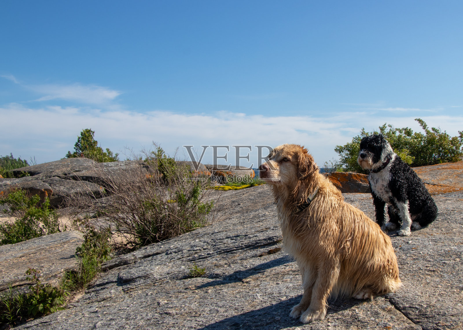 两只湿狗坐在岩石上照片摄影图片