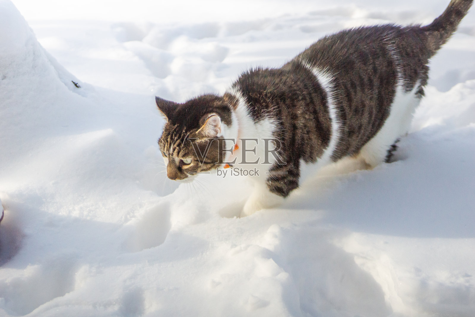 德克萨斯州的暴风雪照片摄影图片