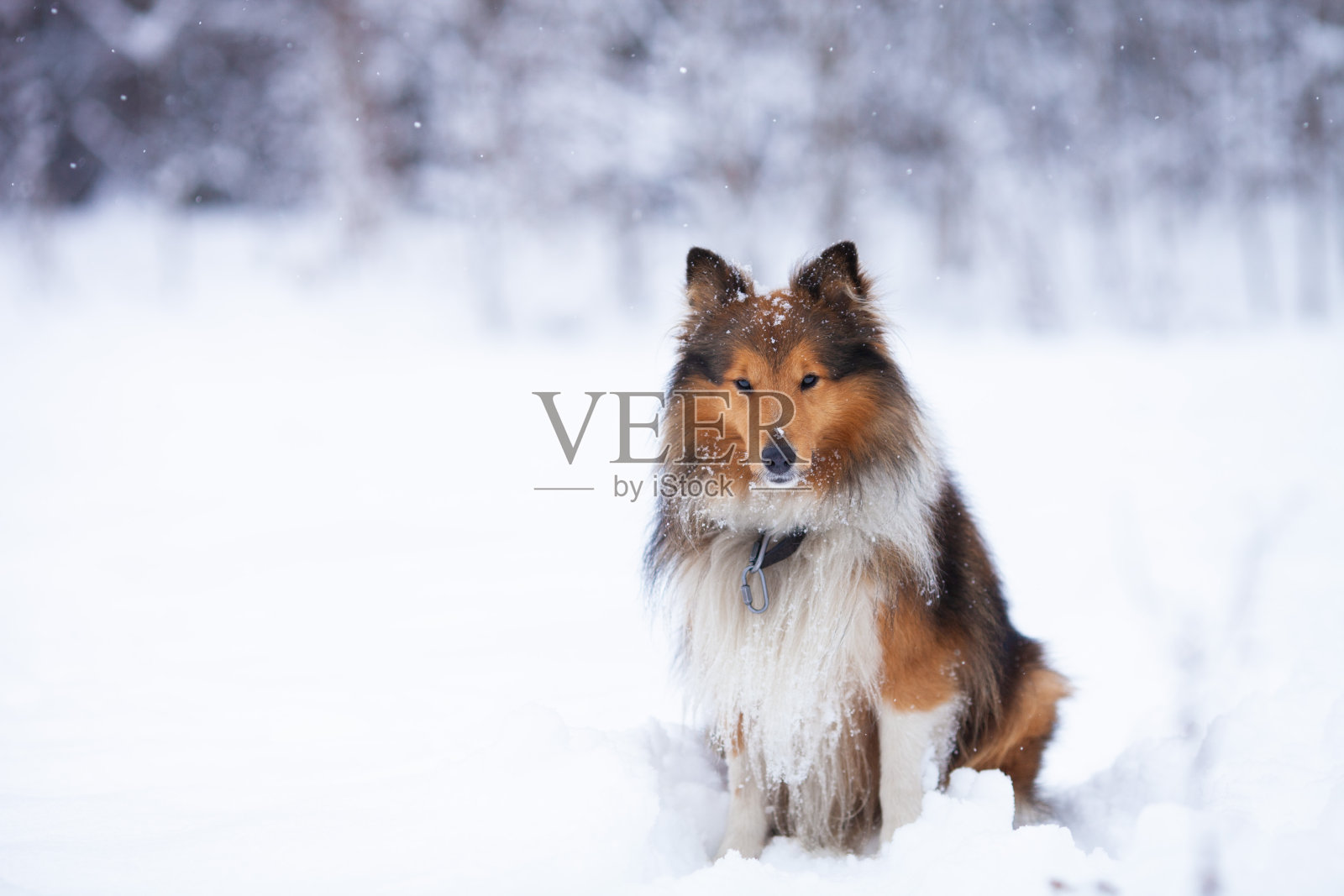 漂亮的三色sheltie狗坐在雪天的雪地里。照片摄影图片