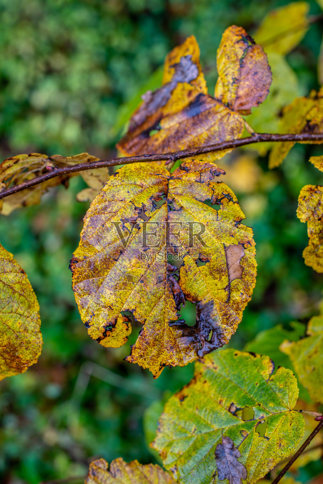 树叶呈现出浓郁的秋色照片摄影图片