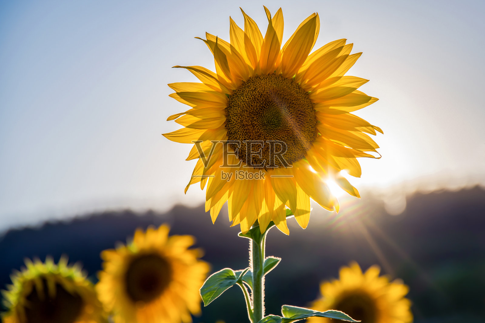 向日葵渴望阳光照片摄影图片