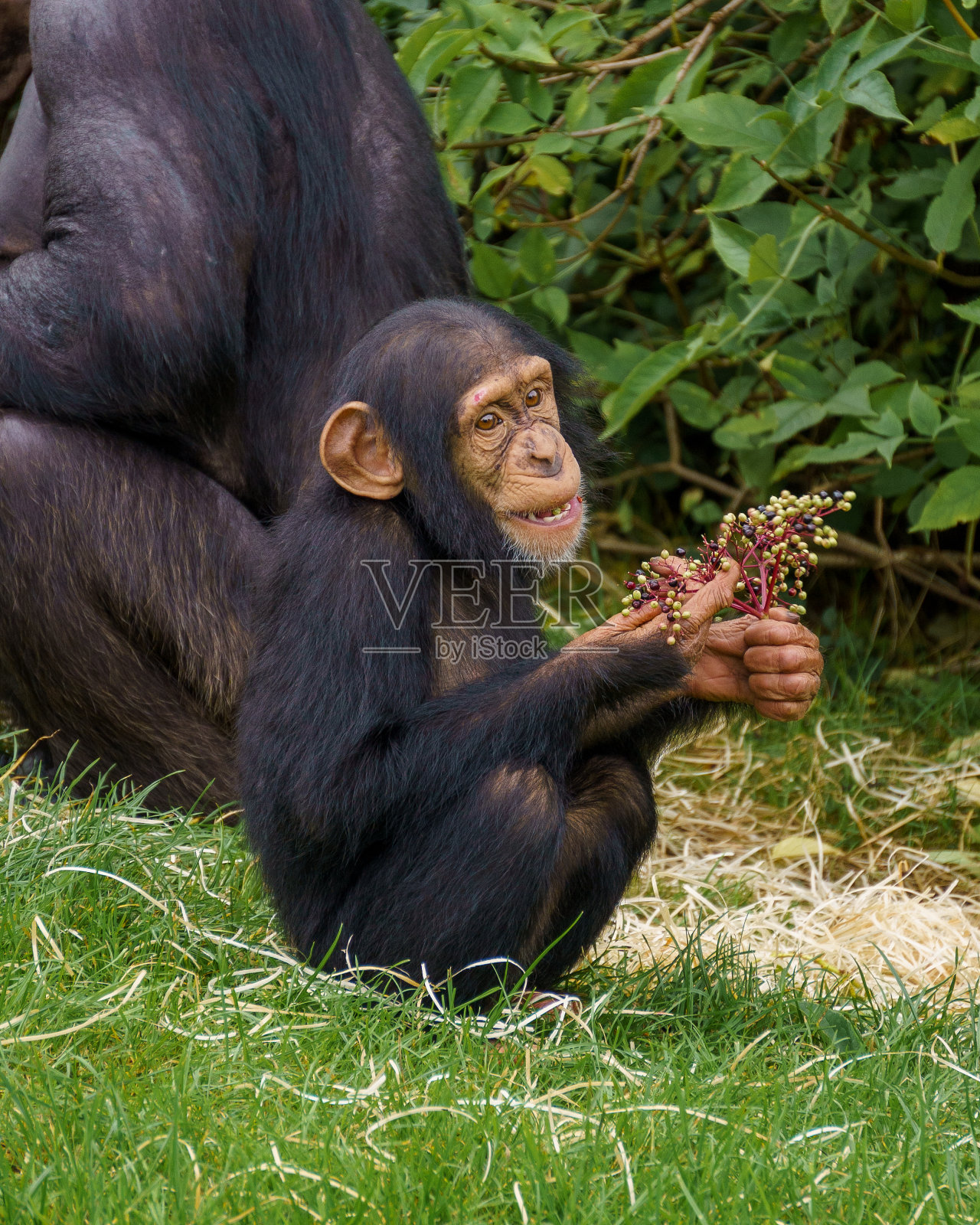 微笑的黑猩猩照片摄影图片