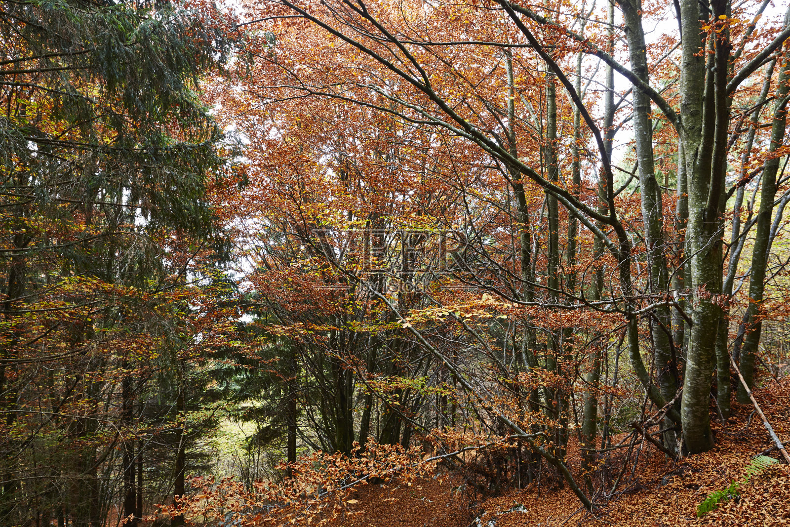 树叶期间的森林充满了色彩照片摄影图片