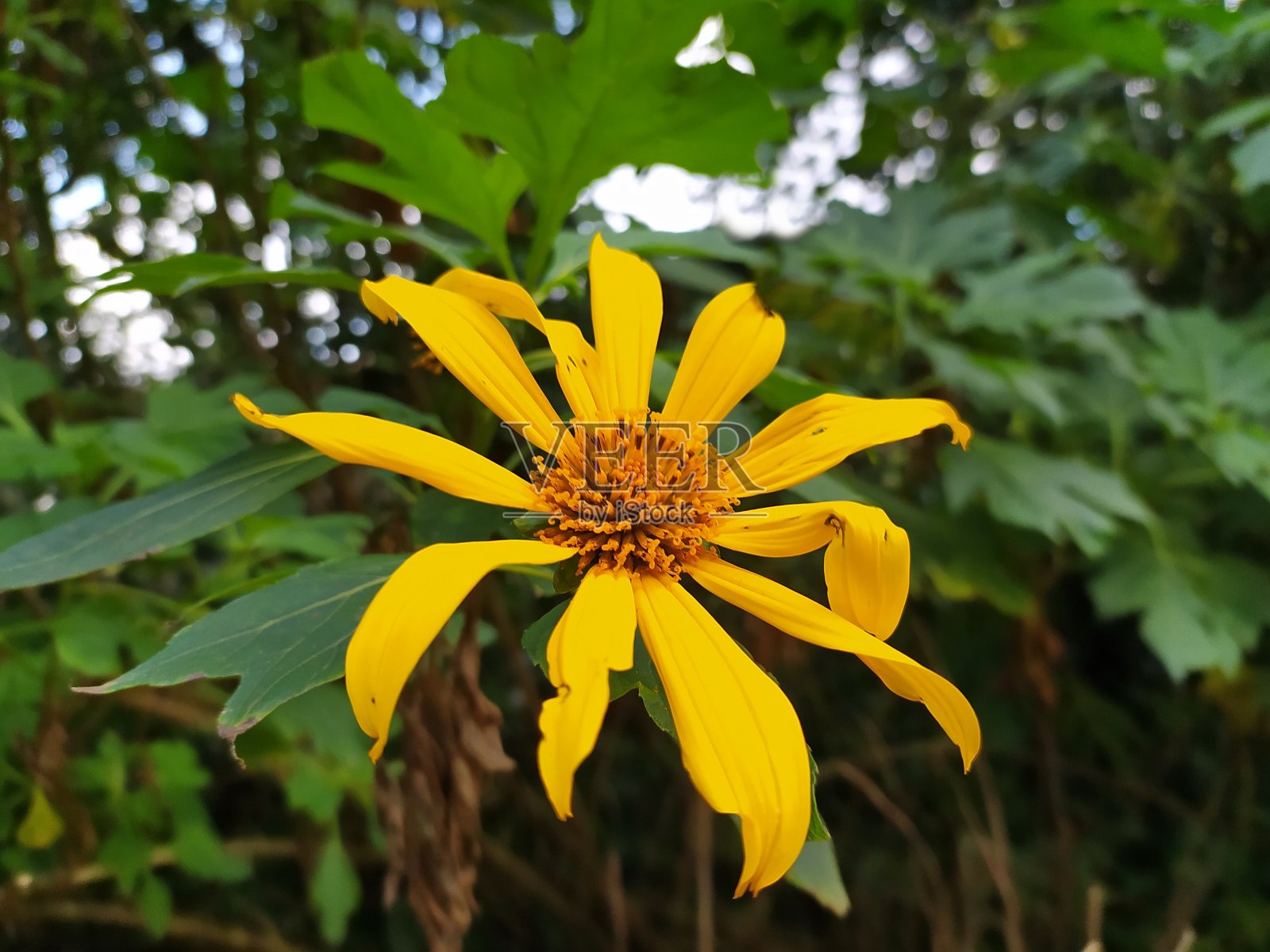 美丽的花朵照片摄影图片