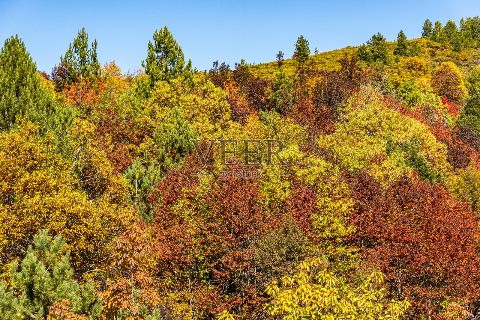 秋天的颜色照片摄影图片