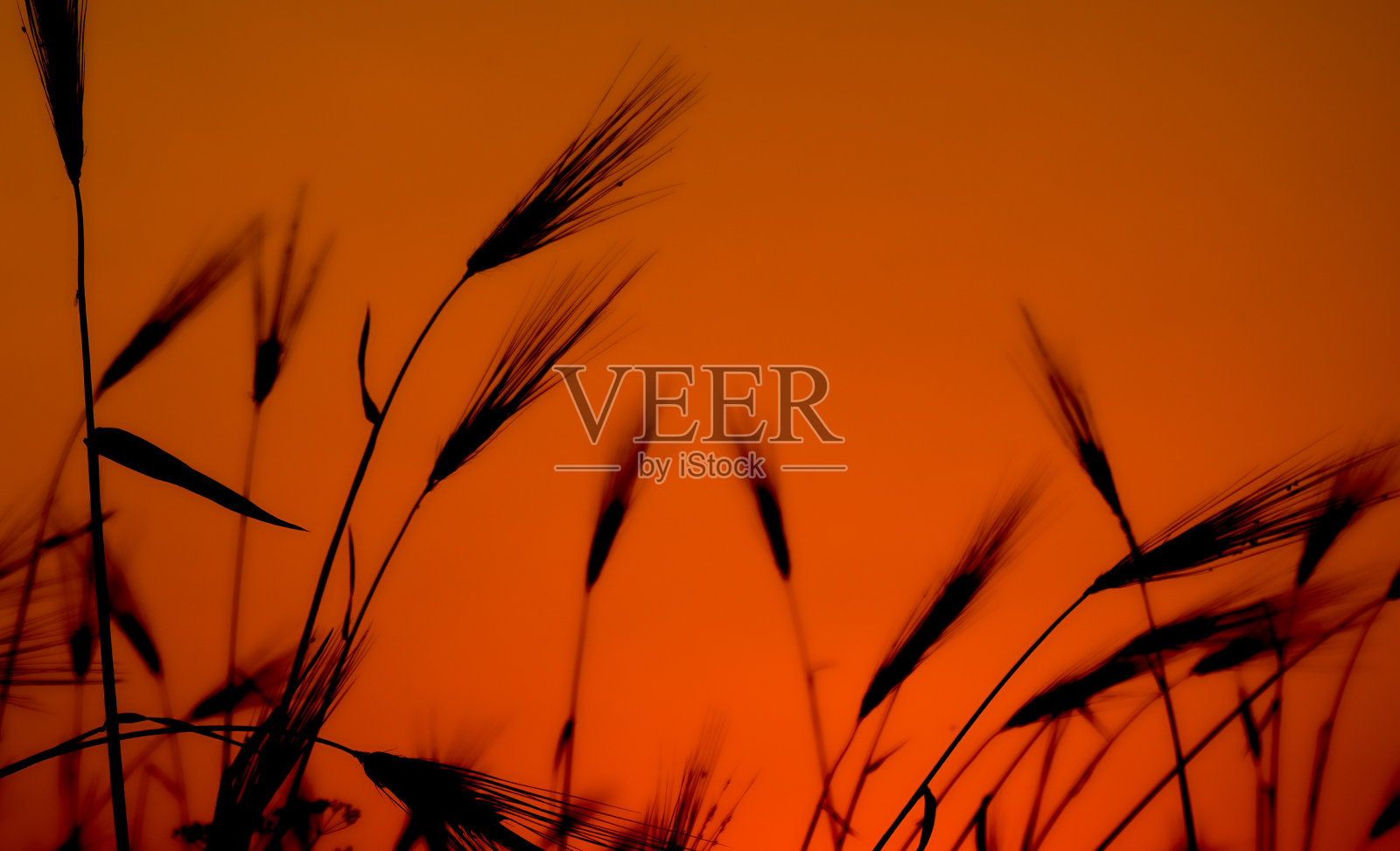 夕阳下的麦穗。庄稼田间日落墙纸。照片摄影图片