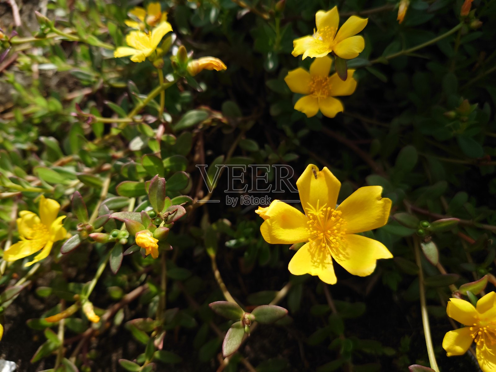 黄花植物野外特写照片摄影图片