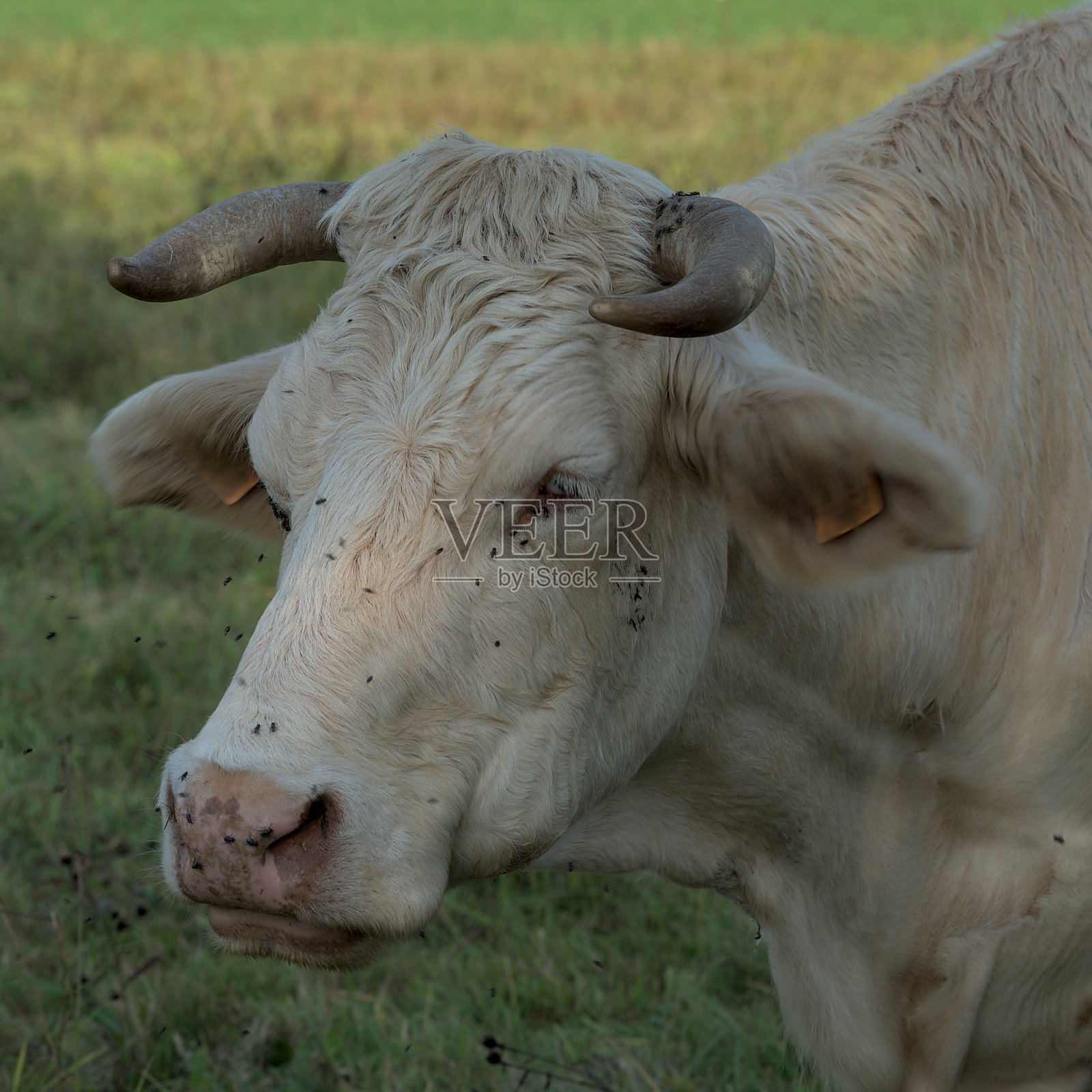 草地上的白夏洛来奶牛照片摄影图片
