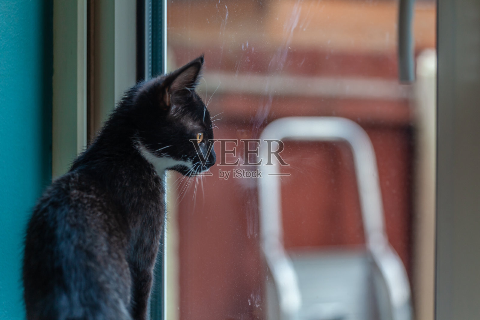 一只穿着白袜子的黑猫坐在窗边照片摄影图片