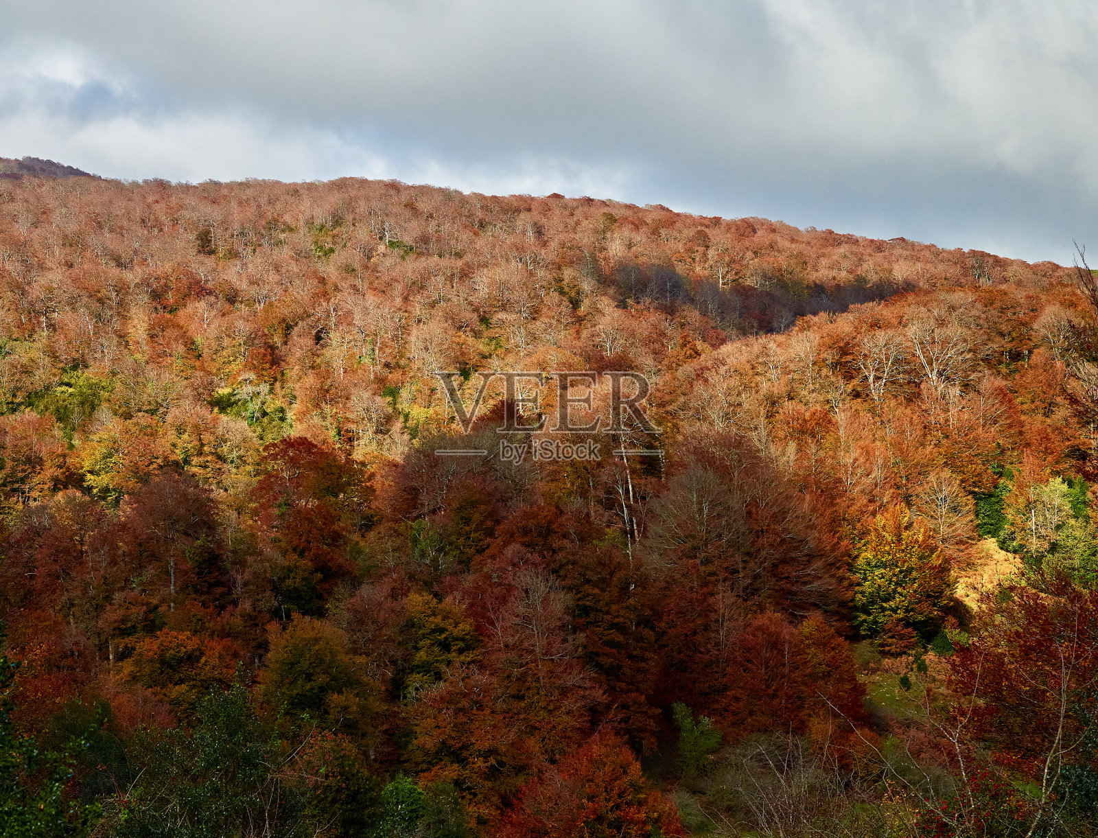 伊拉蒂森林的秋天来了照片摄影图片