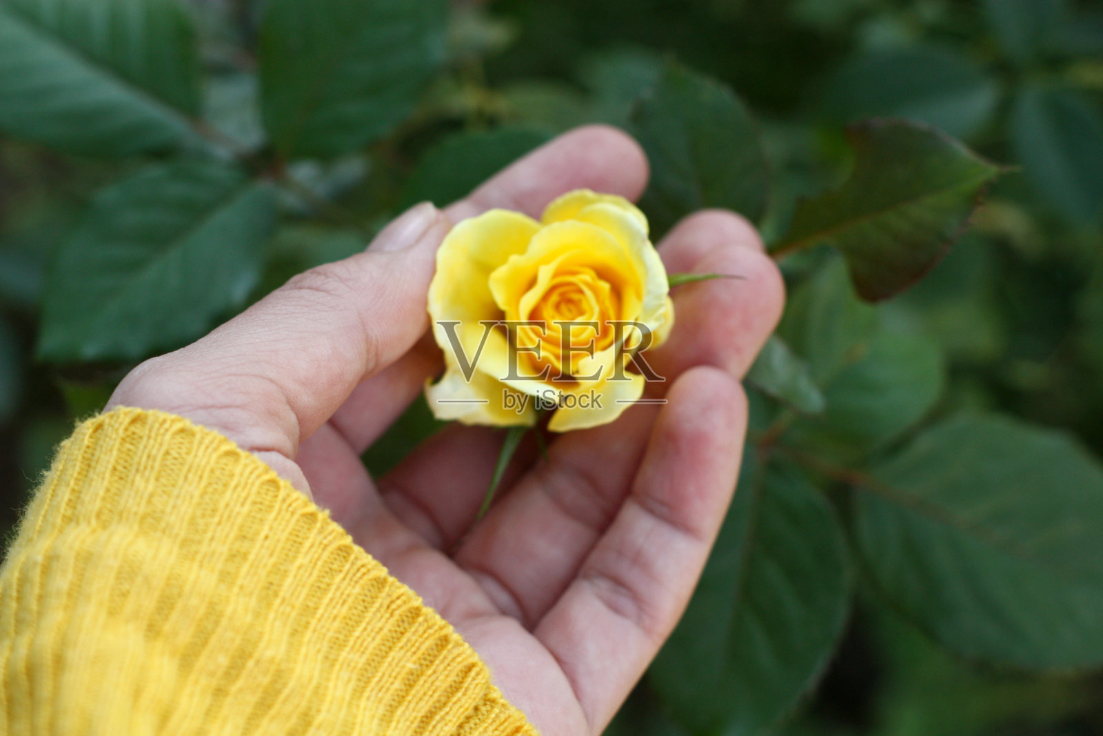女人轻轻地抚摸着花园里的玫瑰花。照片摄影图片