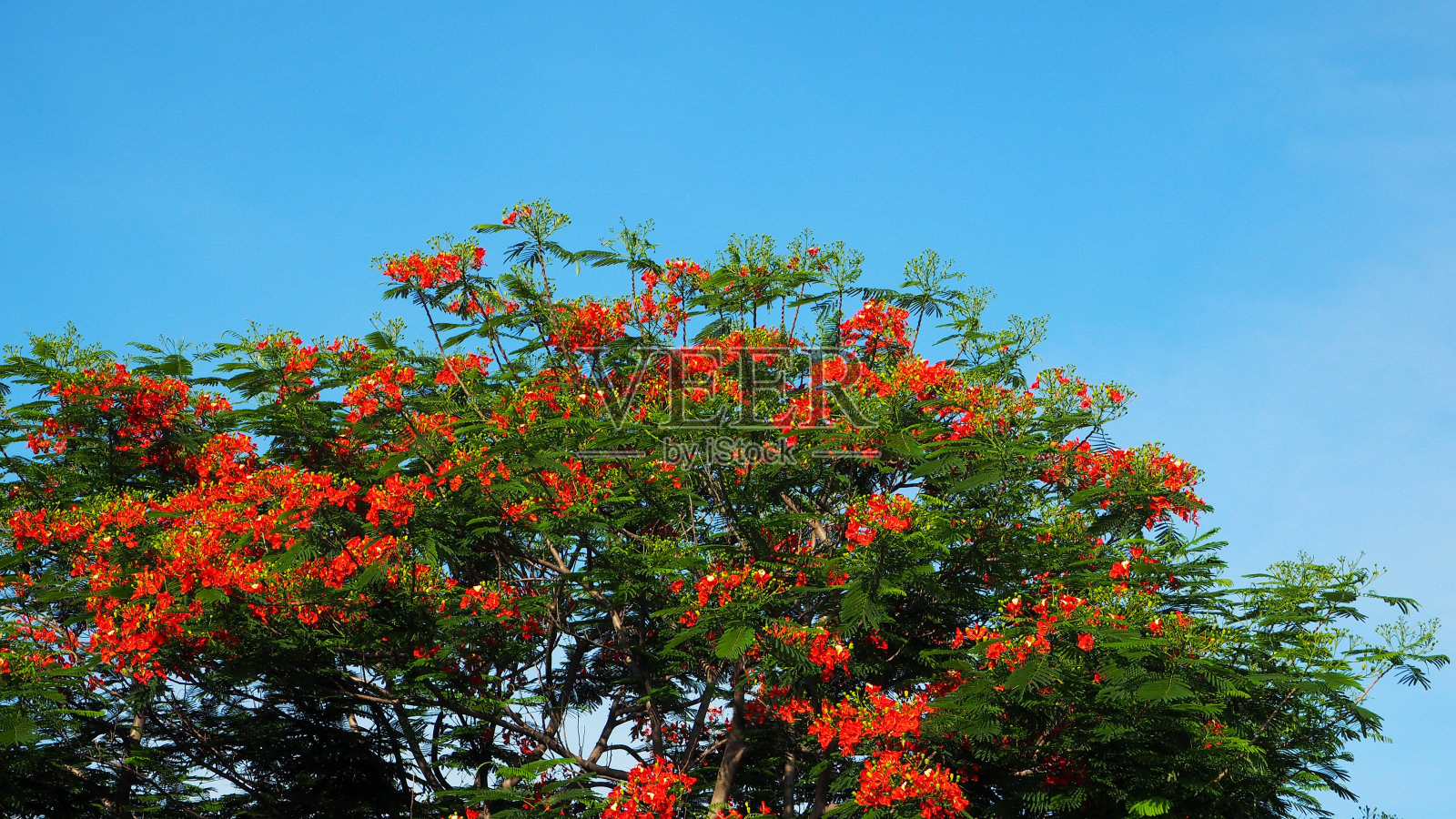 30、树开花,天蔚蓝。照片摄影图片