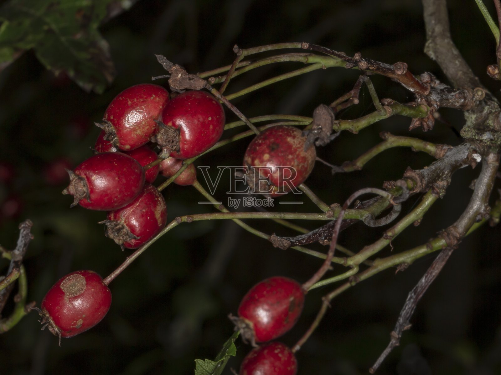 秋天玫瑰果。照片摄影图片
