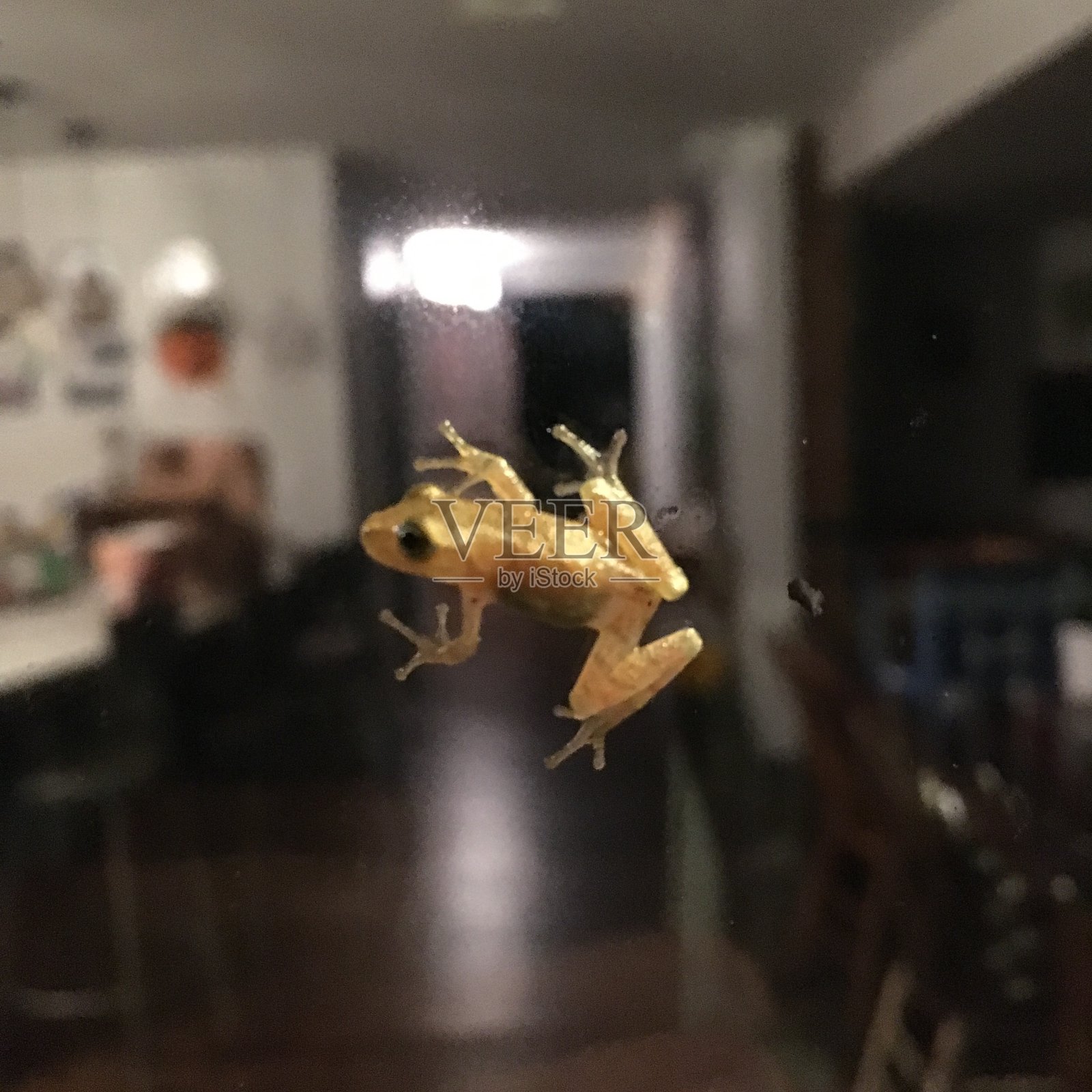 青蛙在玻璃照片摄影图片