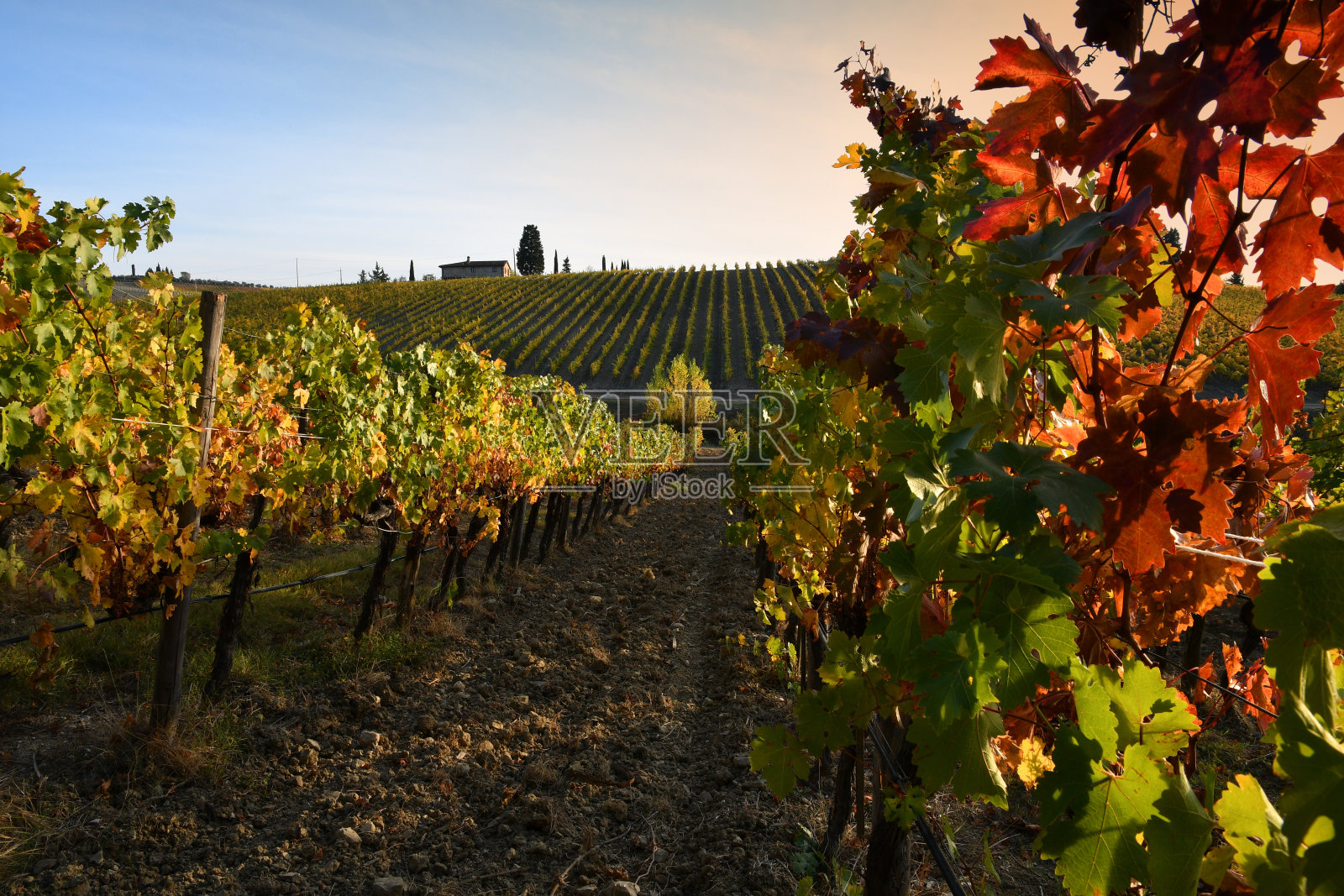 美丽的葡萄园在基安蒂古典地区的夕阳下,在秋天的阳光下着色。意大利基安蒂的格雷夫。照片摄影图片