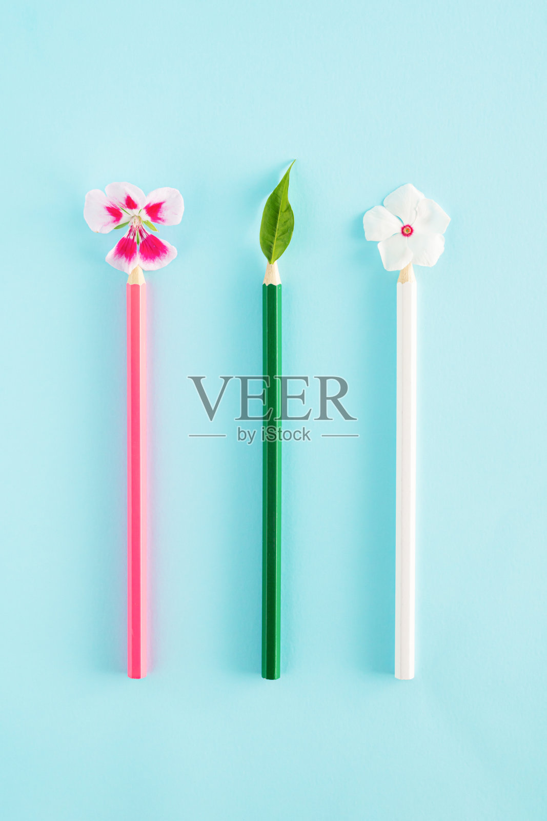 用彩色铅笔,蓝色背景上的花朵和叶子创造回学校的想法。最小的平面铺设概念。照片摄影图片