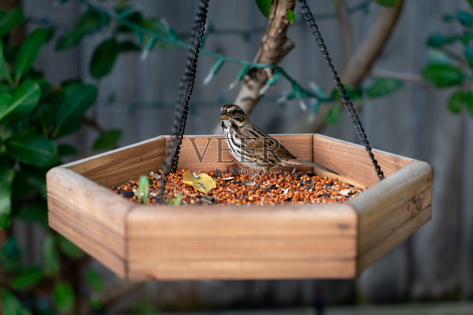 北美歌雀照片摄影图片