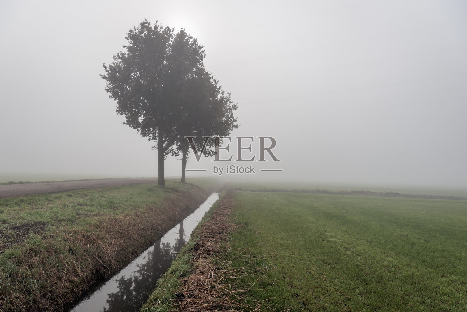 雾中的两棵树照片摄影图片