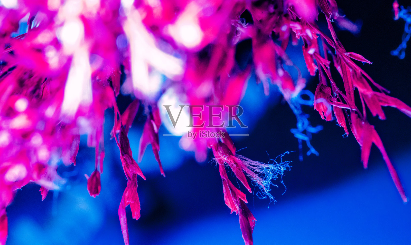 宏叶照片摄影图片