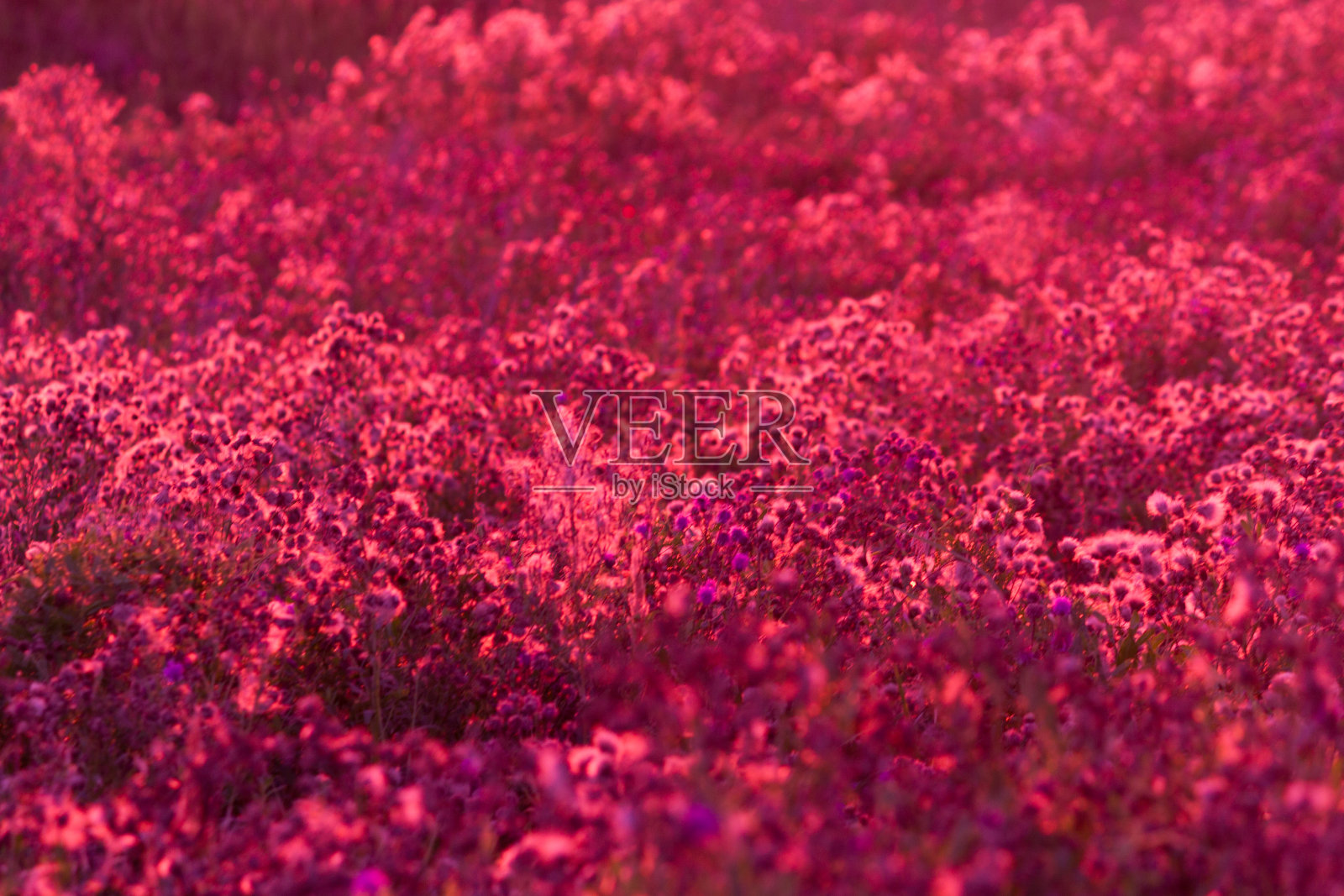 粉红色植物抽象背景照片摄影图片