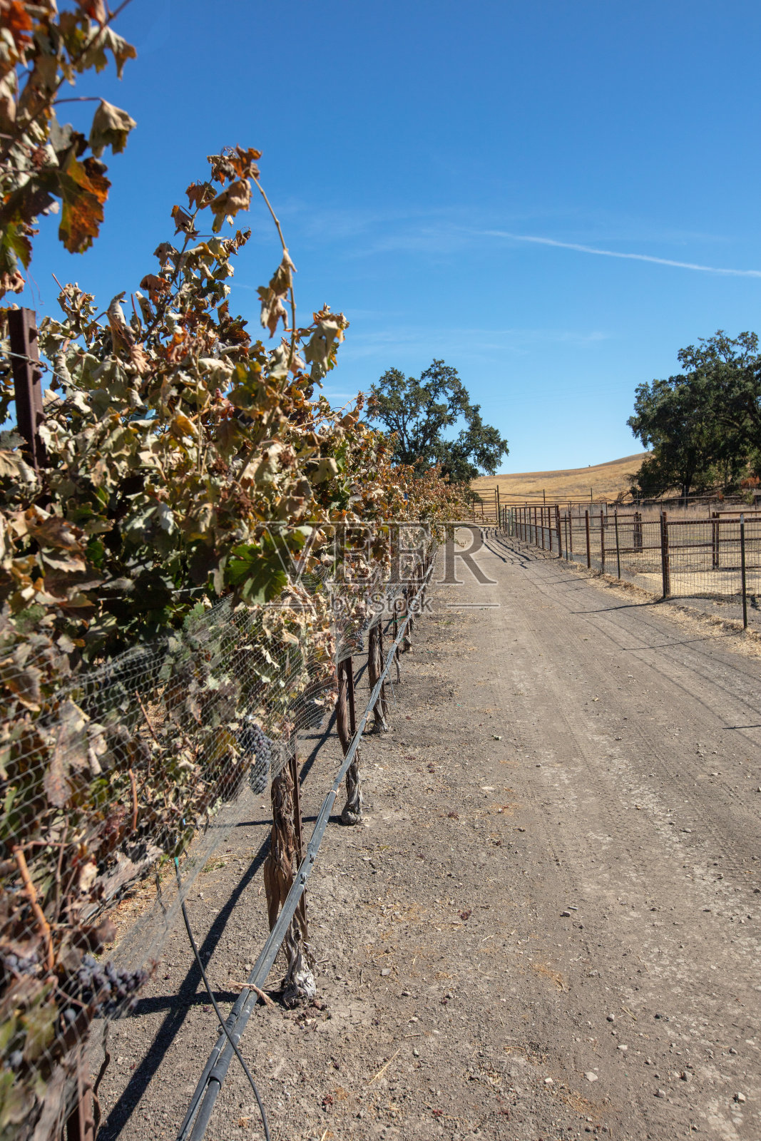 在蔚蓝的天空下,葡萄园里的土路穿过一排排的葡萄藤照片摄影图片
