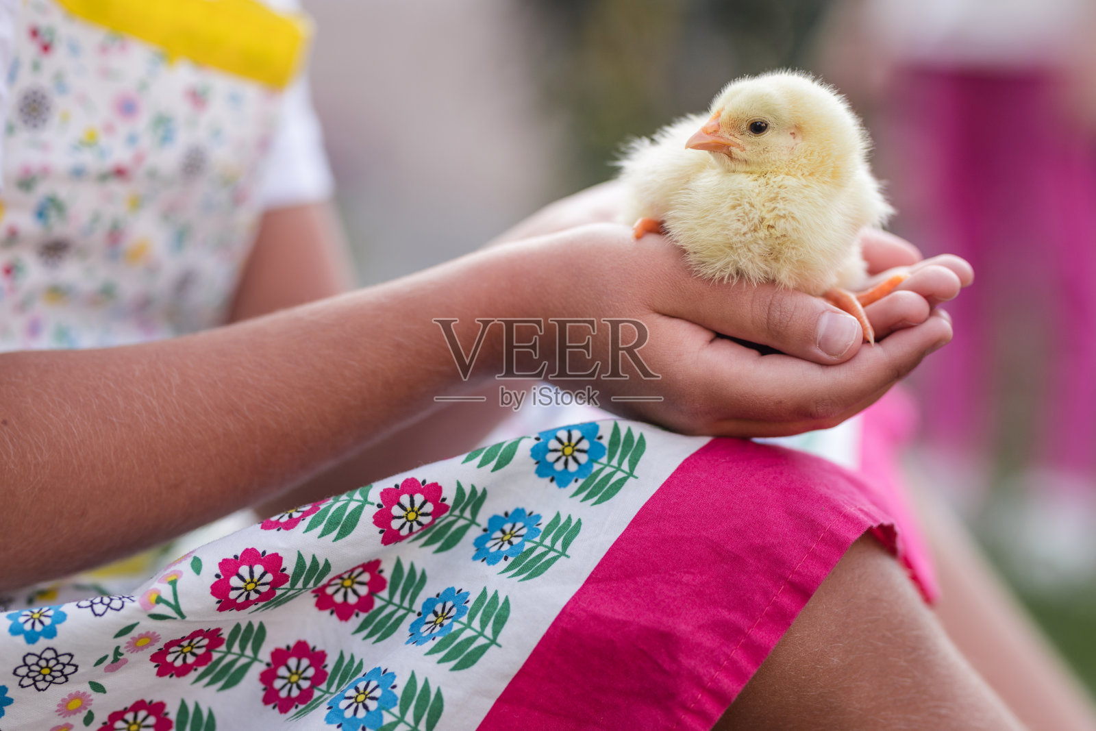 抱着新生鸡的小孩照片摄影图片