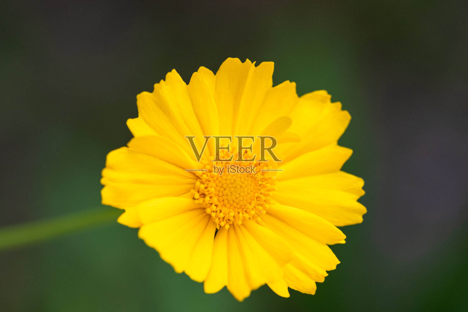 矛叶花,针叶锦鸡儿闭合照片摄影图片