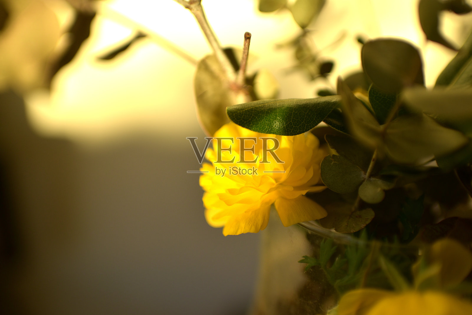 黄色的花照片摄影图片