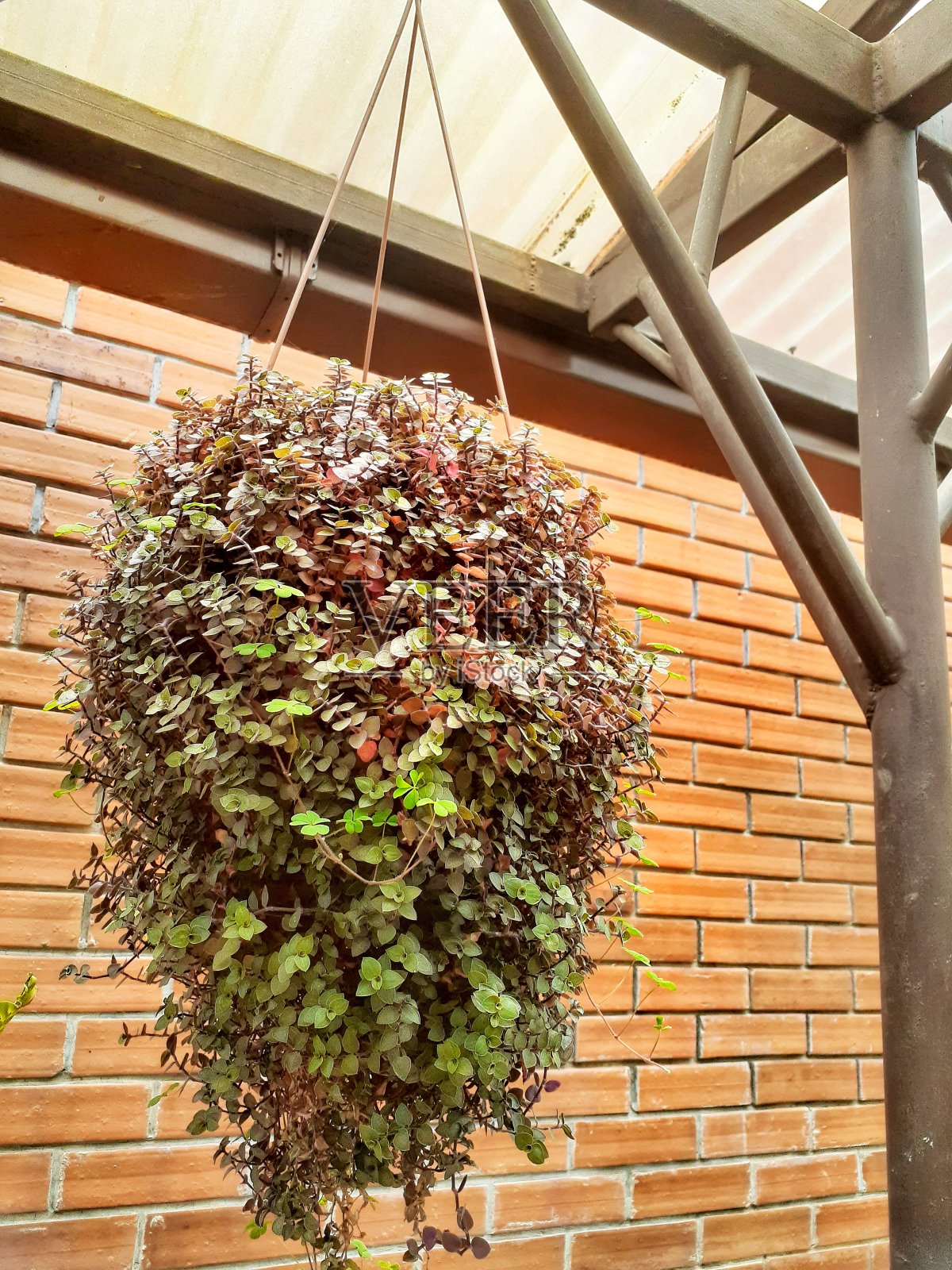 盆栽植物装饰照片摄影图片