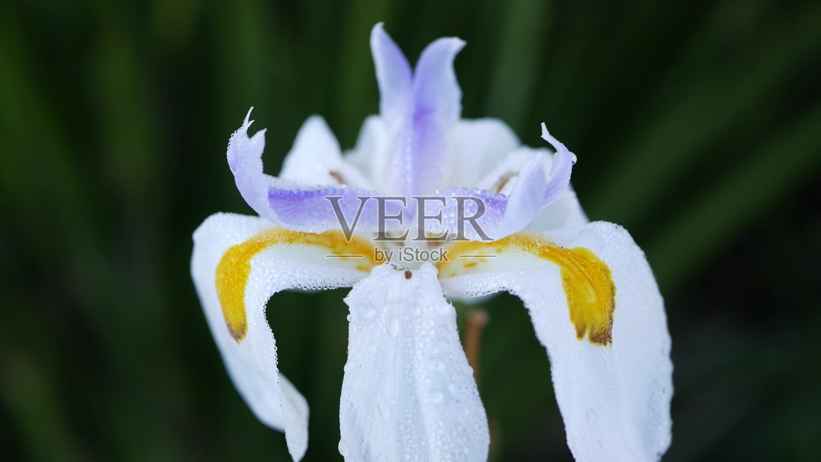 白色鸢尾花盛开,园艺在加利福尼亚,美国。娇嫩的花朵在春天的清晨花园里盛开,花瓣上沁出露珠。春天的植物群在软焦点。自然植物近距离背景照片摄影图片