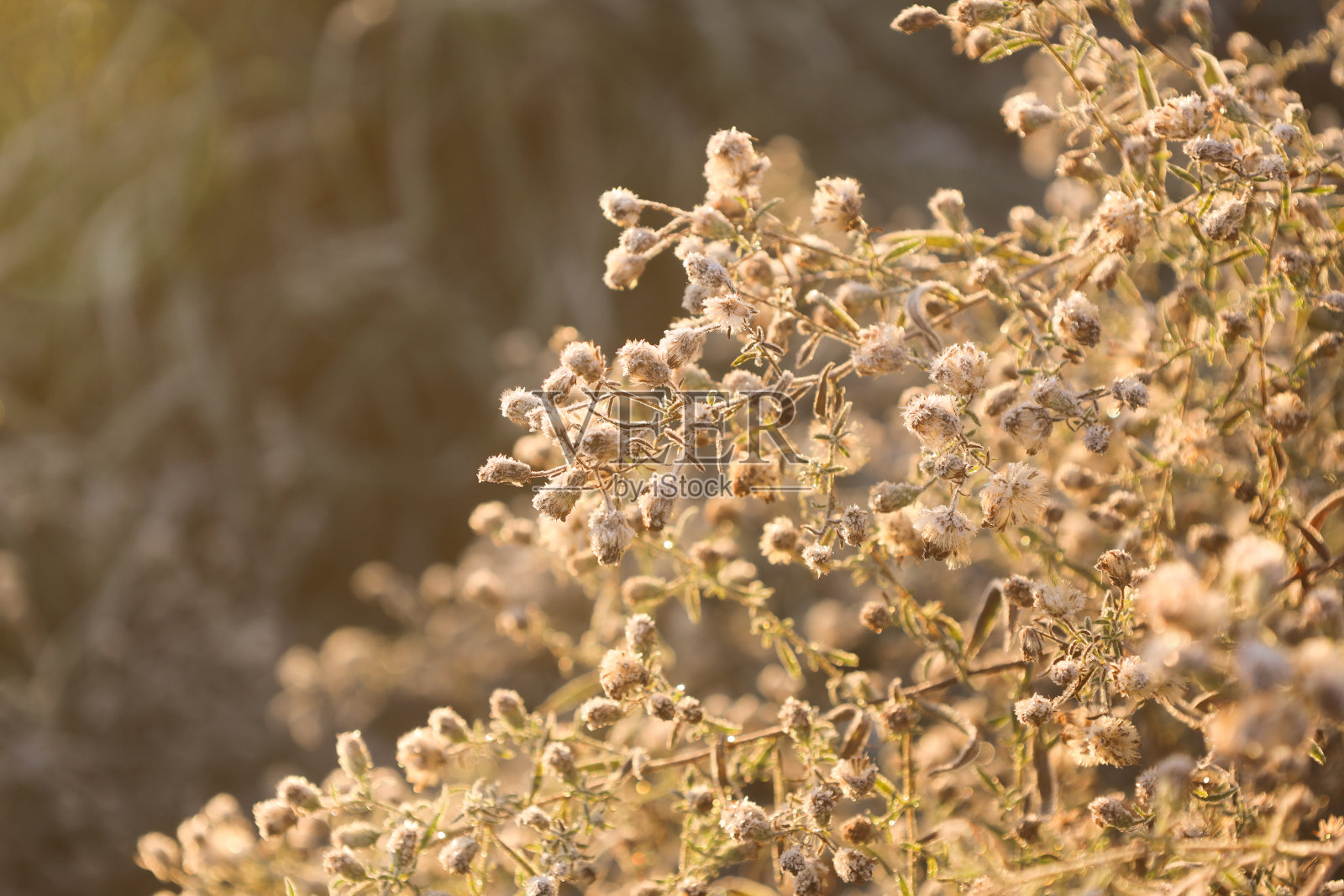 霜降的秋天,太阳升起在黄花上照片摄影图片