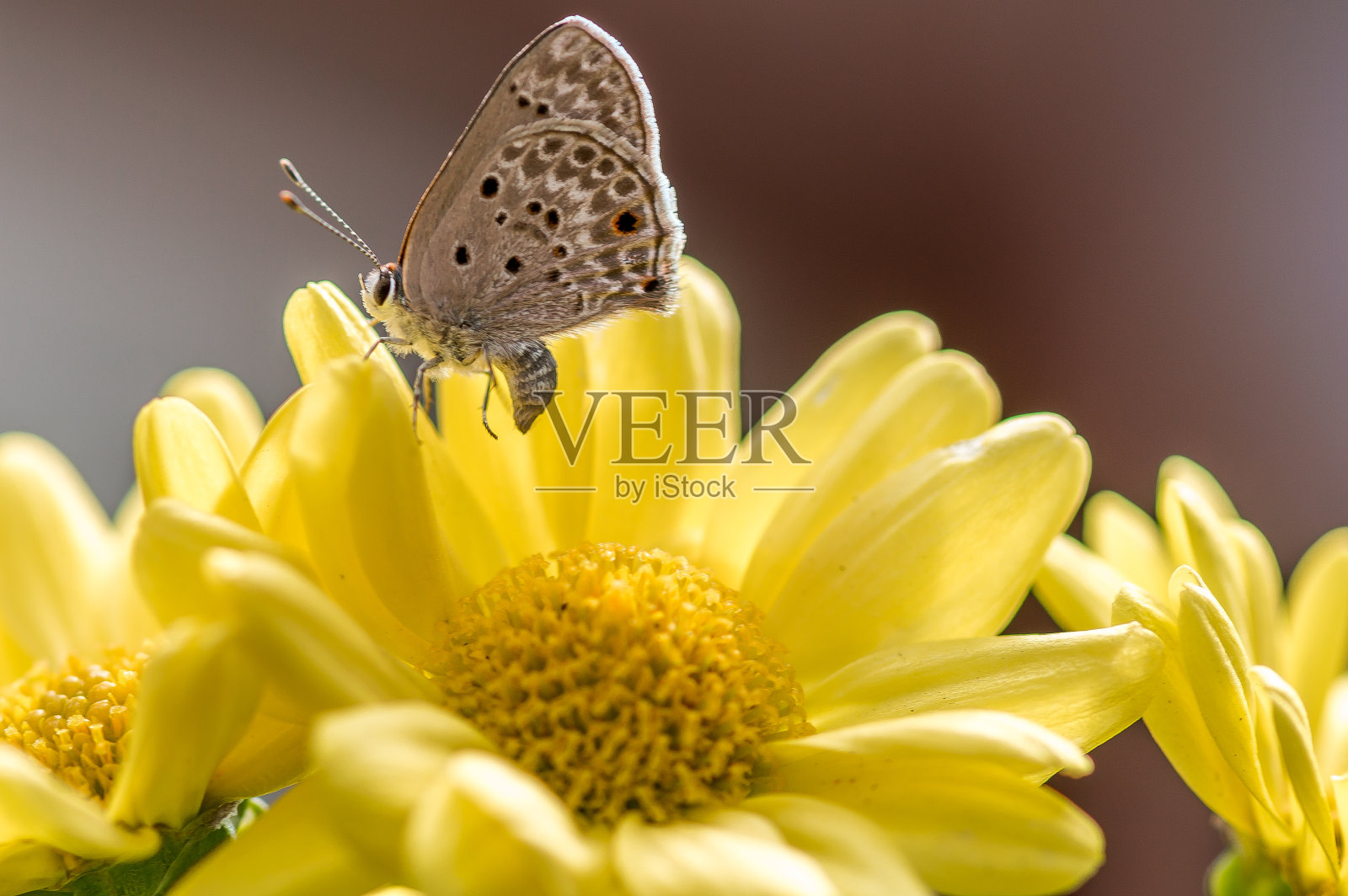 走过雏菊照片摄影图片