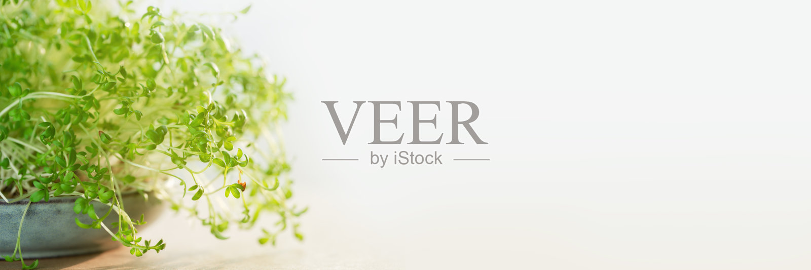 微绿色。碗里有西洋菜芽照片摄影图片