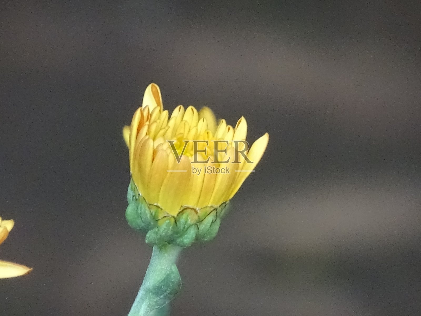 盛开的菊花蓓蕾照片摄影图片