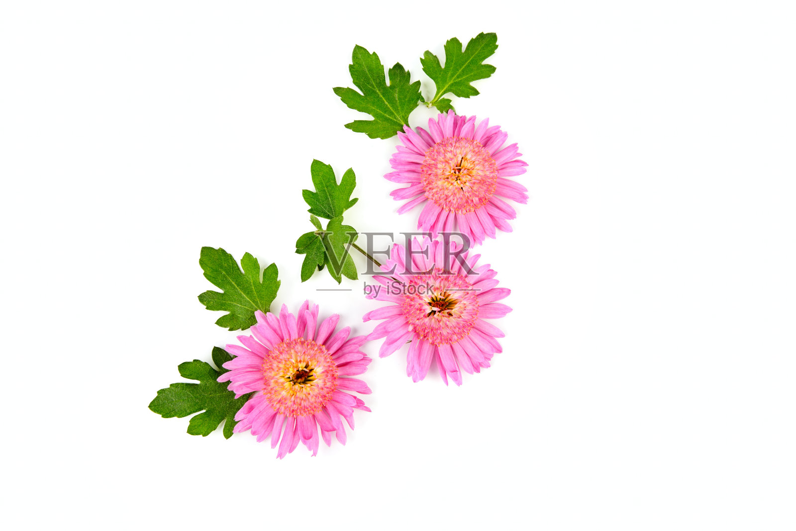 粉红色菊花孤立在白色背景上。照片摄影图片