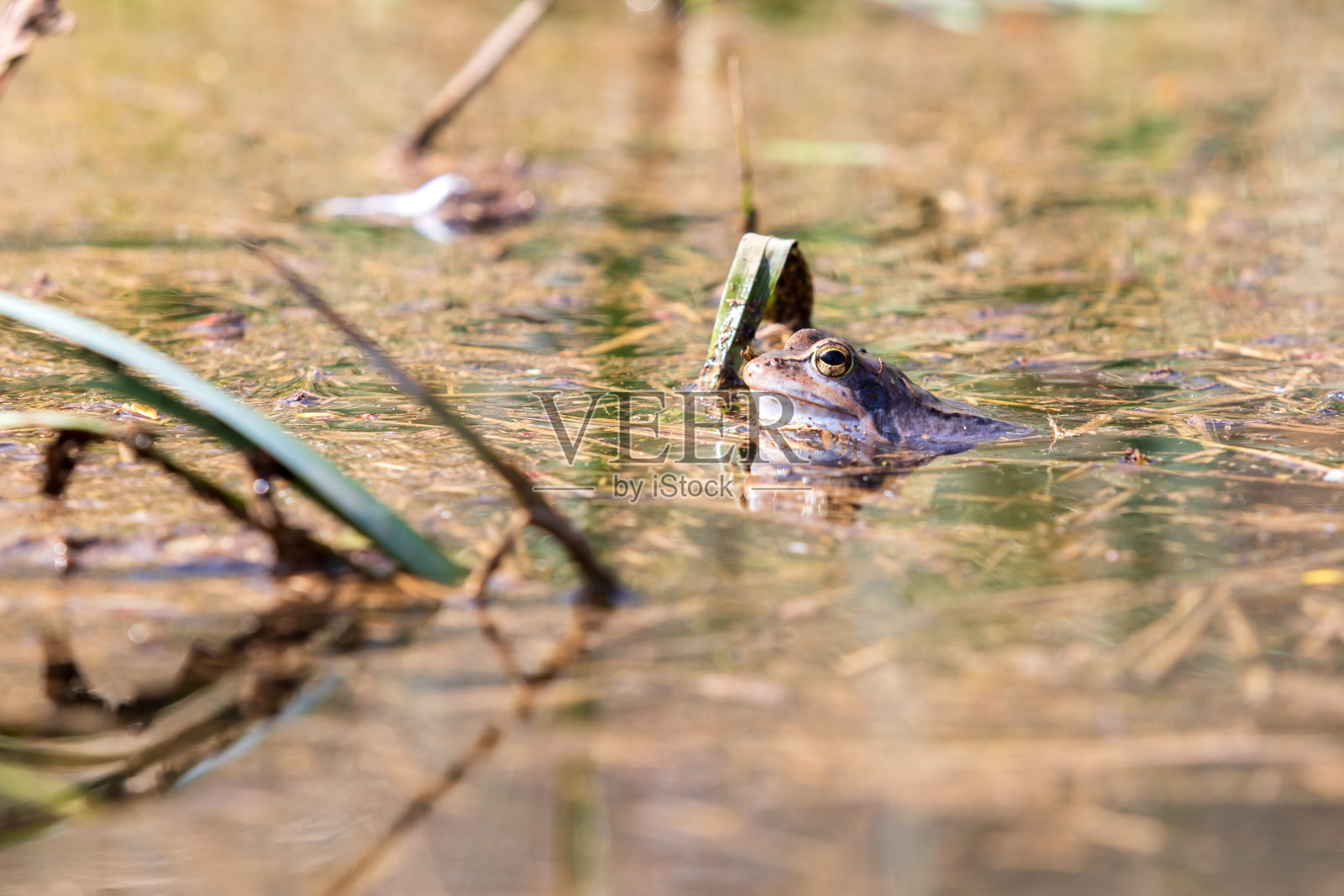 蓝蛙-阿尔瓦利斯蛙在沼泽表面。野生自然的照片。照片摄影图片