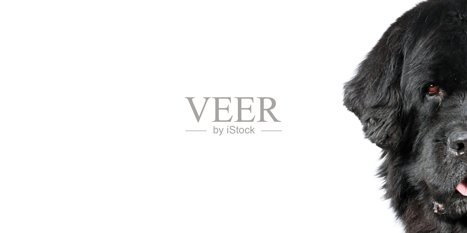 黑色的纽芬兰照片摄影图片