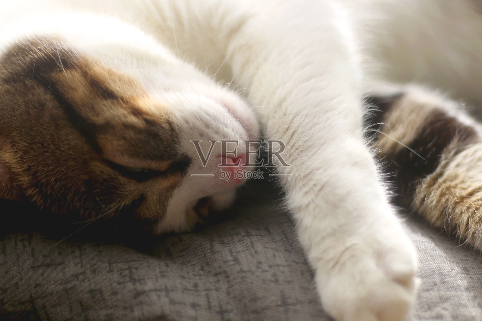 沉睡的猫照片摄影图片
