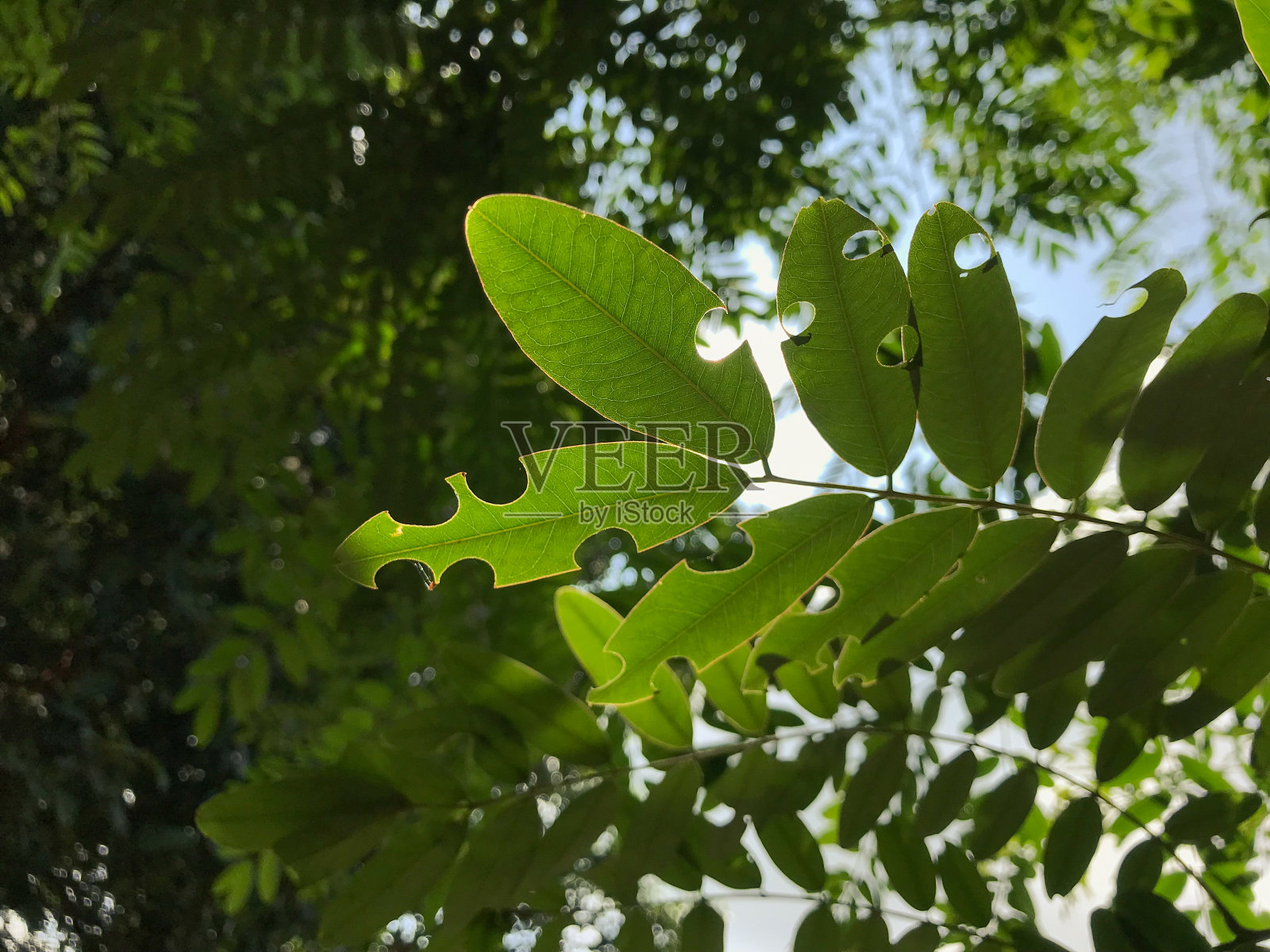 树叶背景上的洞照片摄影图片