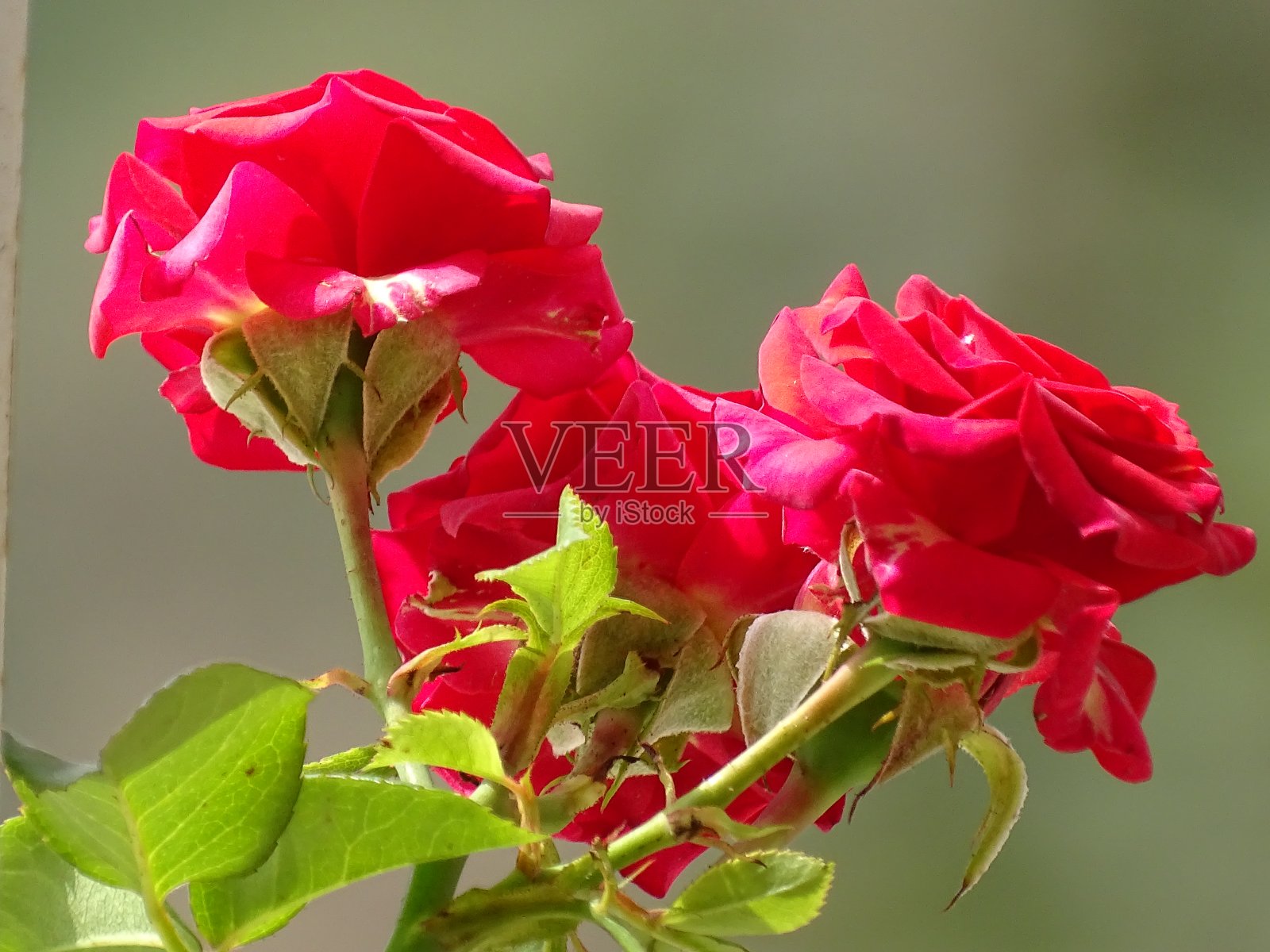 花朵图案的照片摄影图片