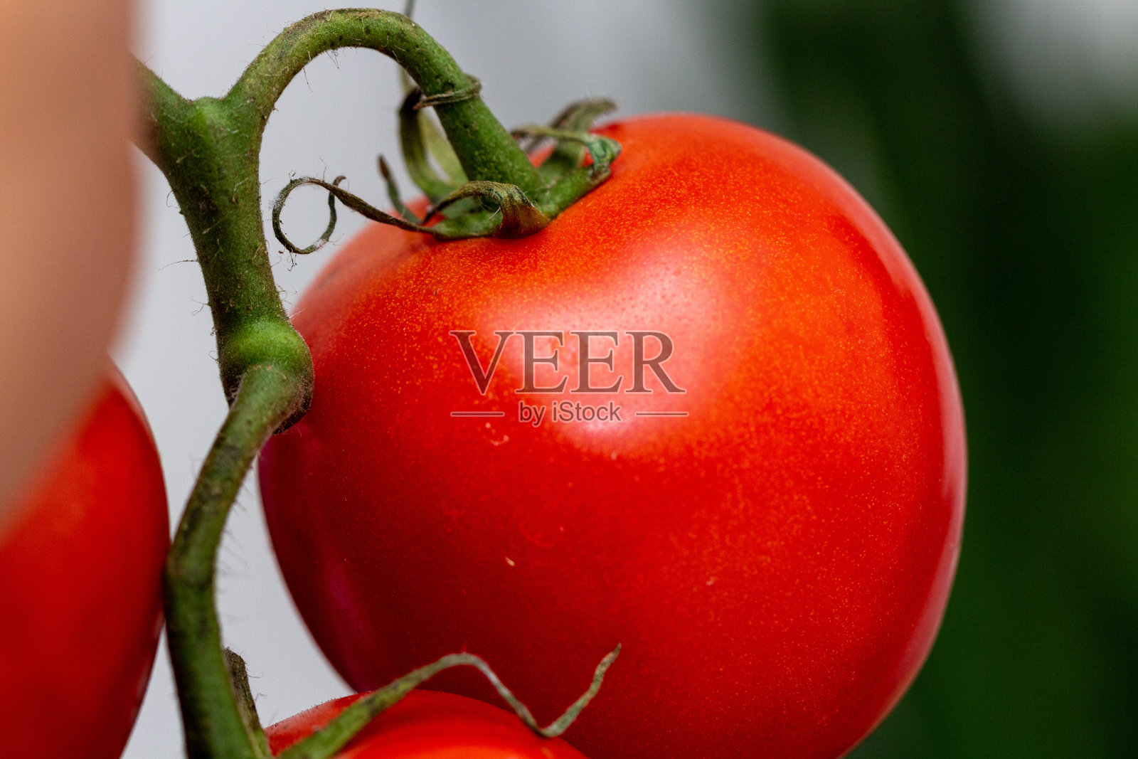 葡萄藤上的红番茄照片摄影图片