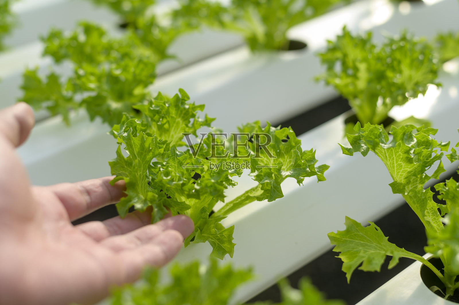 水培温室农场新鲜蔬菜,清洁食品,健康饮食理念照片摄影图片